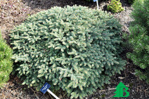 Ель колючая "Венди" ( Picea pungens "Wendy")