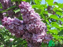 Сирень обыкновенная "Президент Пуанкаре" (Syringa vulgaris "President Poincare")