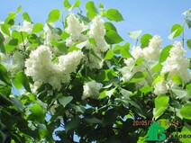 Сирень обыкновенная "Примроуз" (Syringa vulgaris "Primrose")