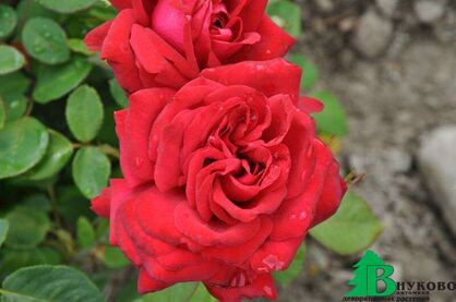Роза "Бургунд" (Rose Burgund)