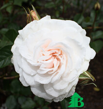 Роза "Грейт Ноф Истэн Роуз" (Great North Eastern Rose)