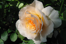 Роза "Марджори Маршалл" (Rose Marjorie Marshall)