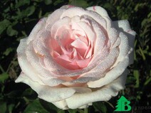 Роза "Бельмонт" (Rose Belmonte)