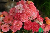 Роза "Дрифт Пич" (Rose Drift Peach)