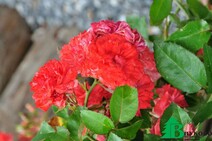 Роза "Дрифт Корал" (Rose Drift Coral)