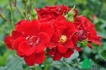 Роза "Матадор" (Rose Matador)