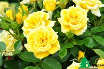 Роза "Флауэр Пауэр Голд" (Rose Flower Power Gold)
