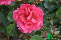 Роза "Лихтерло"  (Rose Lichterloh)