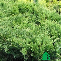 Можжевельник горизонтальный "Андорра Компакт" (Juniperus horizontalis "Andorra Compact")