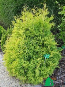 Туя западная "Рейнголд" (Thuja occidentalis "Rheingold")