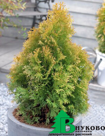 Туя западная "Голден Анна" (Thuja occidentalis "Golden Anne" (R))