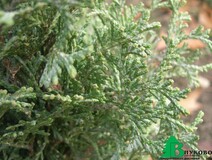 Туя западная "Вотерфилд" (Thuja occidentalis "Waterfield")