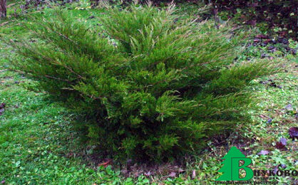 Можжевельник Пфитцера=средний "Минт Джулеп" (Juniperus pfitzeriana "Mint Julep")