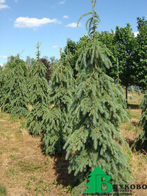 Ель канадская=сизая=белая "Пендула" (Picea glauca Pendula)