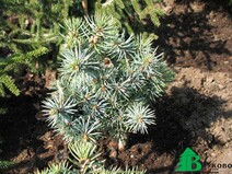 Ель колючая "Микей" (Picea pungens "Mecky")