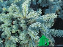 Ель колючая "Монтгомери" (Picea pungens "Montgomery")