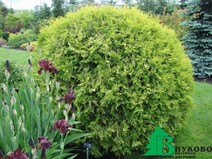 Туя западная "Селена" (Thuja occidentalis "Selena")