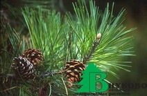 Сосна обыкновенная "Tabuliformis" (Pinus sylvestris "Tabuliformis")