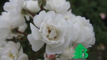 Роза "Уайт Фейри" (Rose White Fairy)