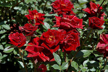 Роза миниатюрная "Дарк Ред" (Rose miniature "Dark red")
