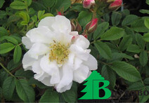 Роза "Дрифт Вайт" (Rosa Dwarf White)