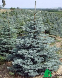 Ель колючая "Кэйбаб" (Picea pungens "Kaibab")