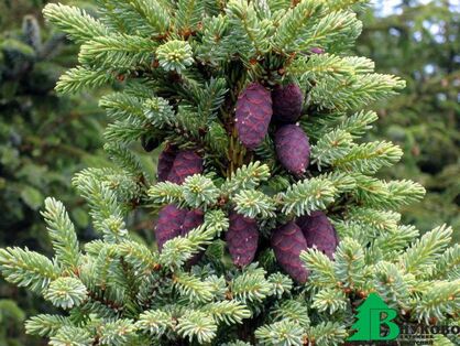 Ель черная (Picea mariana)