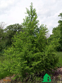 Лиственница сибирская (Larix sibirica)