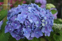 Гортензия крупнолистная "Мисс Хепберн" (Hydrangea macrophylla 'Miss Hepburn')