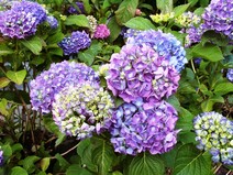 Гортензия крупнолистная "Рената" (Hydrangea macrophylla 'Renate')