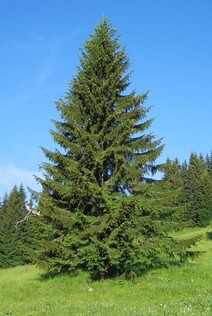 Ель обыкновенная (Picea abies)