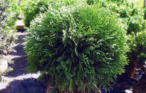 Туя западная "Грин Глоб" (Thuja occidentalis "Green Globe")