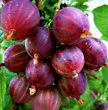 Крыжовник "Консул" ("Сенатор")