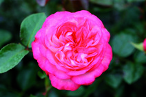 Роза "Антик 89" (Rosa "Antique 89")