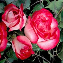 Роза "Атлас" (Rose 'Atlas')