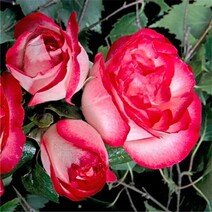 Роза "Атлас" (Rose 'Atlas')