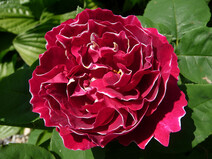 Роза "Барон Жиро де л'Эн" (Rose 'Baron Girod de L’Ain')