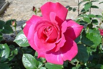 Роза "Баронесса" ( Rose "Baronesse")