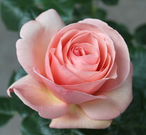 Роза "Афродита" (Rose 'Aphrodite')