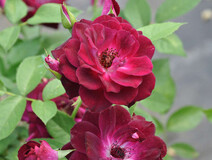 Роза "Бургунди Айс" (Rose Burgundy Ice)
