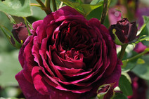 Роза "Зе Принс" (Rose 'The Prince", AUSvelvet)
