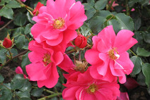Роза "Зоммермерхен" (Rose Sommermarchen (KORpinka,  Summer Fairytale, Xenia,  Pink Sensation)