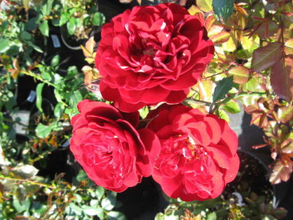 Роза "Лаваглют"  (Rose 'Lavaglut')  