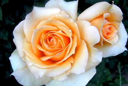 Роза "Малага" (Rose Malaga)