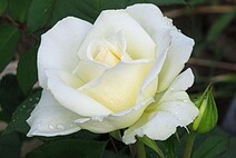 Роза "Маунт Шаста" (Rose 'Mount Shasta')