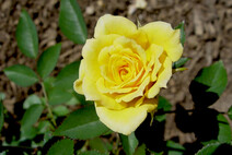Роза "Миниатюр Еллоу" (Rosa 'Miniature Yellow')