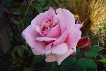 Роза "Октавия Хилл" (Rose Octavia Hill)