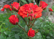 Роза "Оранж Бэбифлор" (Rose 'Orange Babyflor")