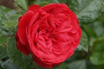 Роза "Пиано" (Rose Piano)