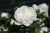 Роза "Уайт Мейян" (Rose 'White Meidiland')